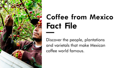 Coffee Beans from Mexico: Fact File