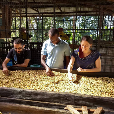 Coffee drying process at a Ugandan farm